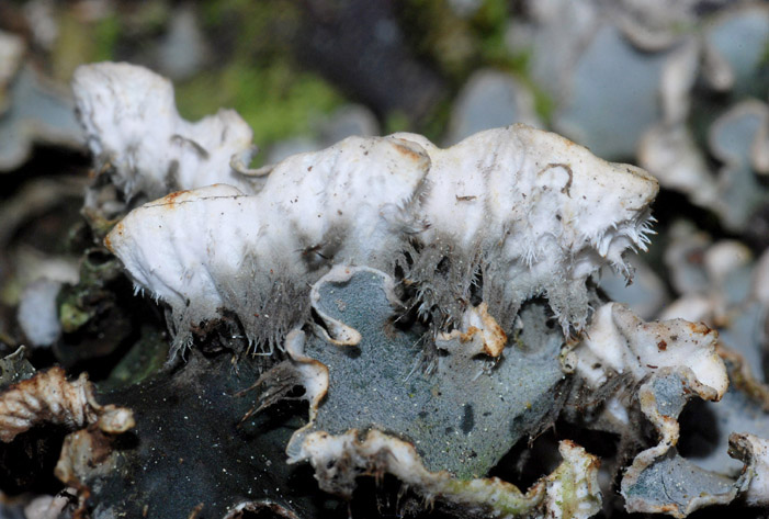 Licheni da passo Gardena